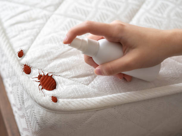 Best Bed Bug Extermination  in La Marque, TX