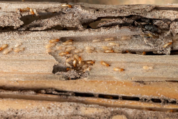 Best Exterminator Services  in La Marque, TX