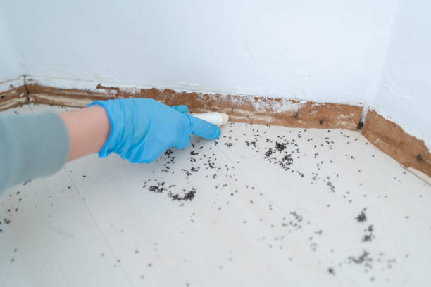 Best Pest Prevention Services  in La Marque, TX